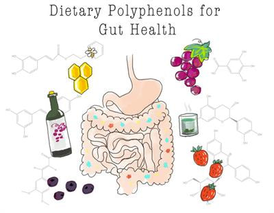 Cover image for research topic "Dietary Polyphenols for Improving Gut Health: Volume 3"