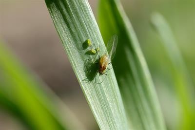 Cover image for "Aphids as Plant Pests: From Biology to Green Control Technology"