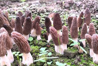 Cover image for research topic "Morels: Physiology, Genetics, and Interactions With the Environment"