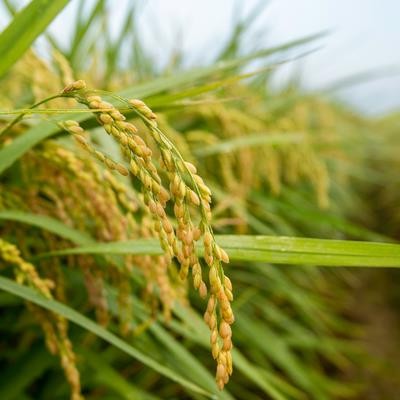 Cover image for research topic "Advancements and Innovations in Rice Functional Genomics"
