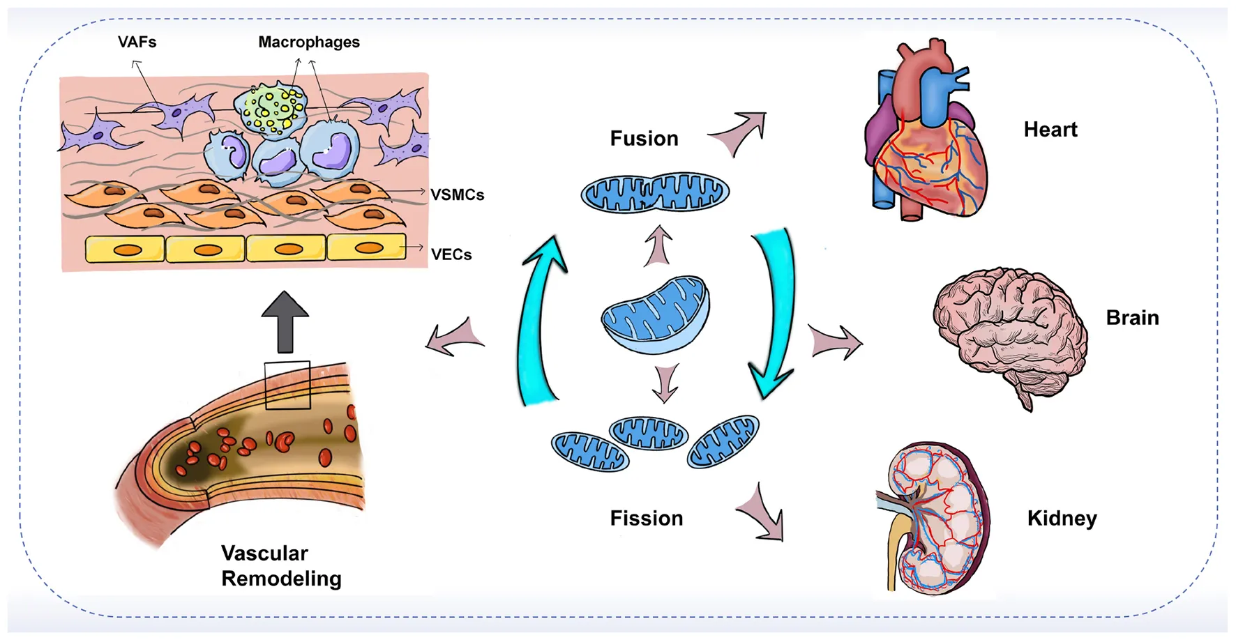 Frontiers | Mitochondrial dynamics in vascular remodeling and target ...