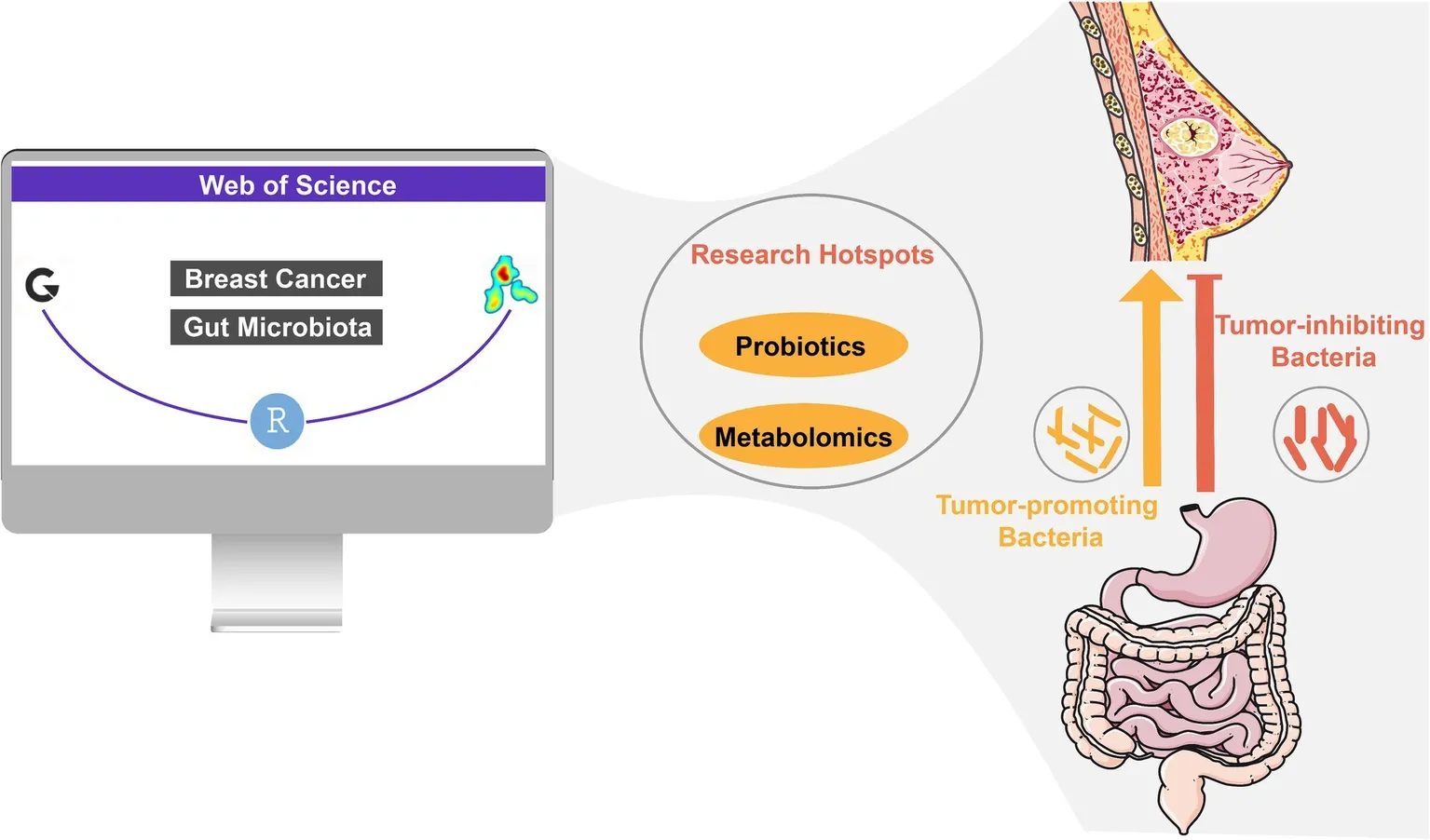 Frontiers | Bibliometric analysis of global research trends between gut ...