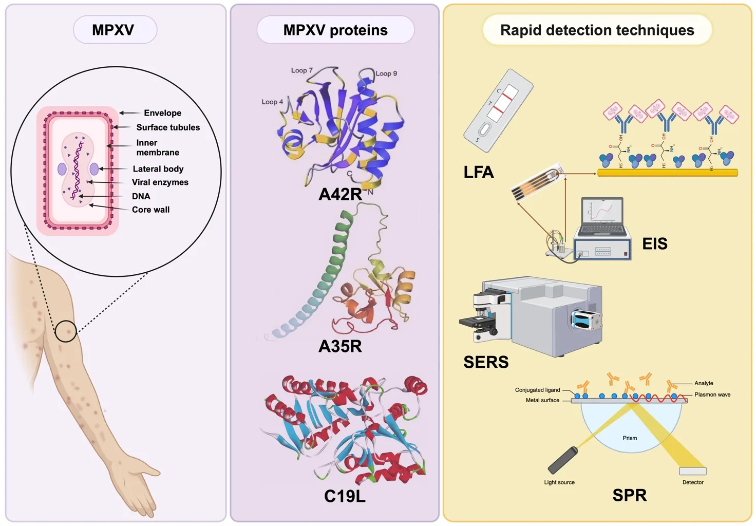 Frontiers | Exploring monkeypox virus proteins and rapid detection