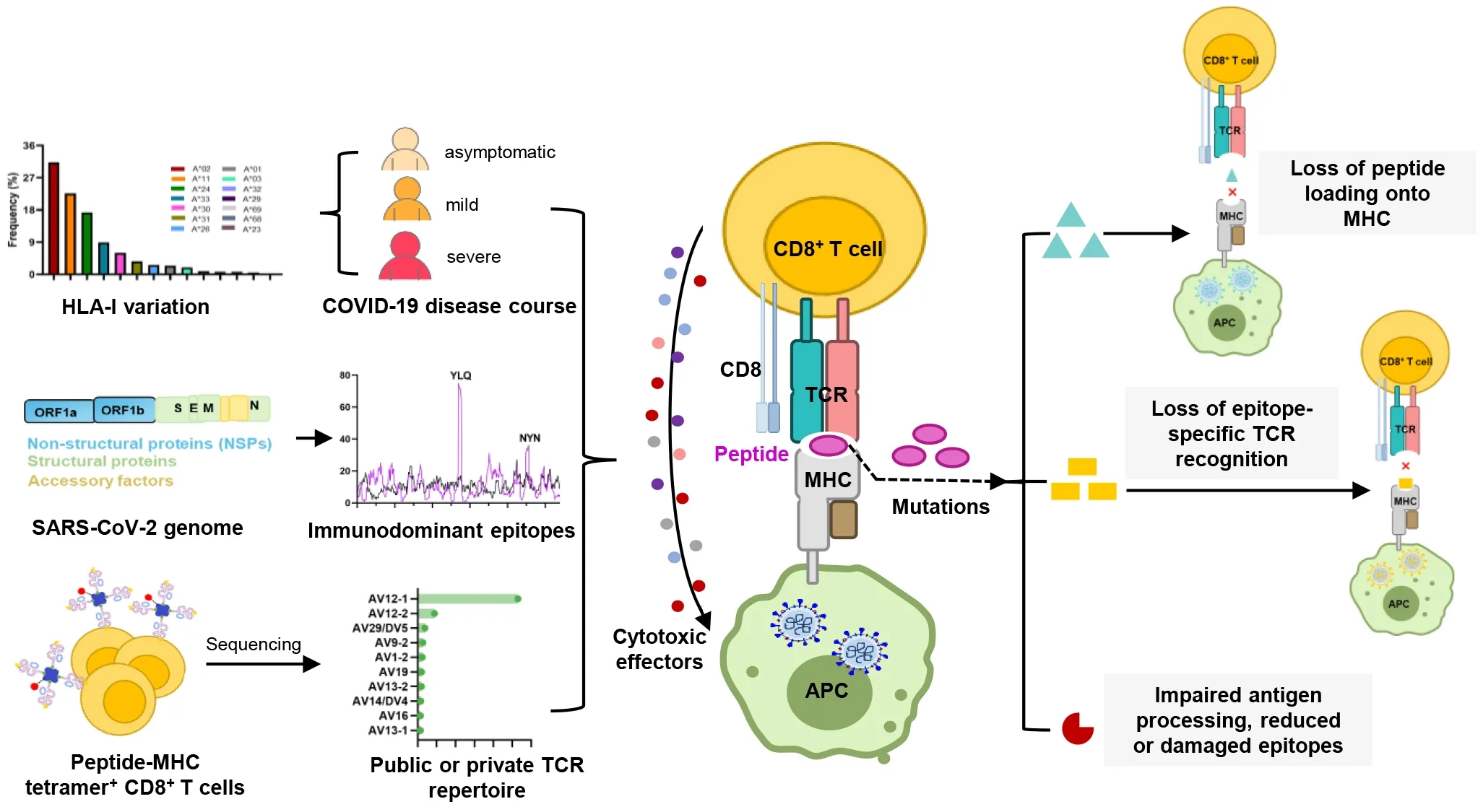 Frontiers | The molecular mechanisms of CD8+ T cell responses to