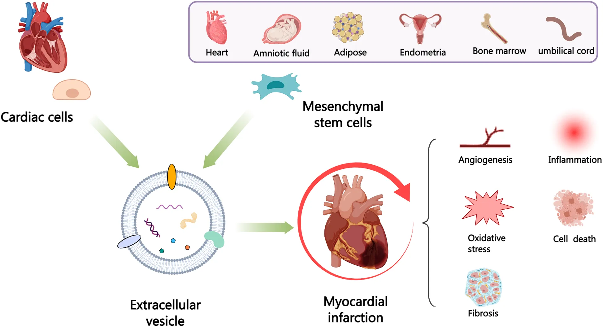 Frontiers | Cardiac cells and mesenchymal stem cells derived ...