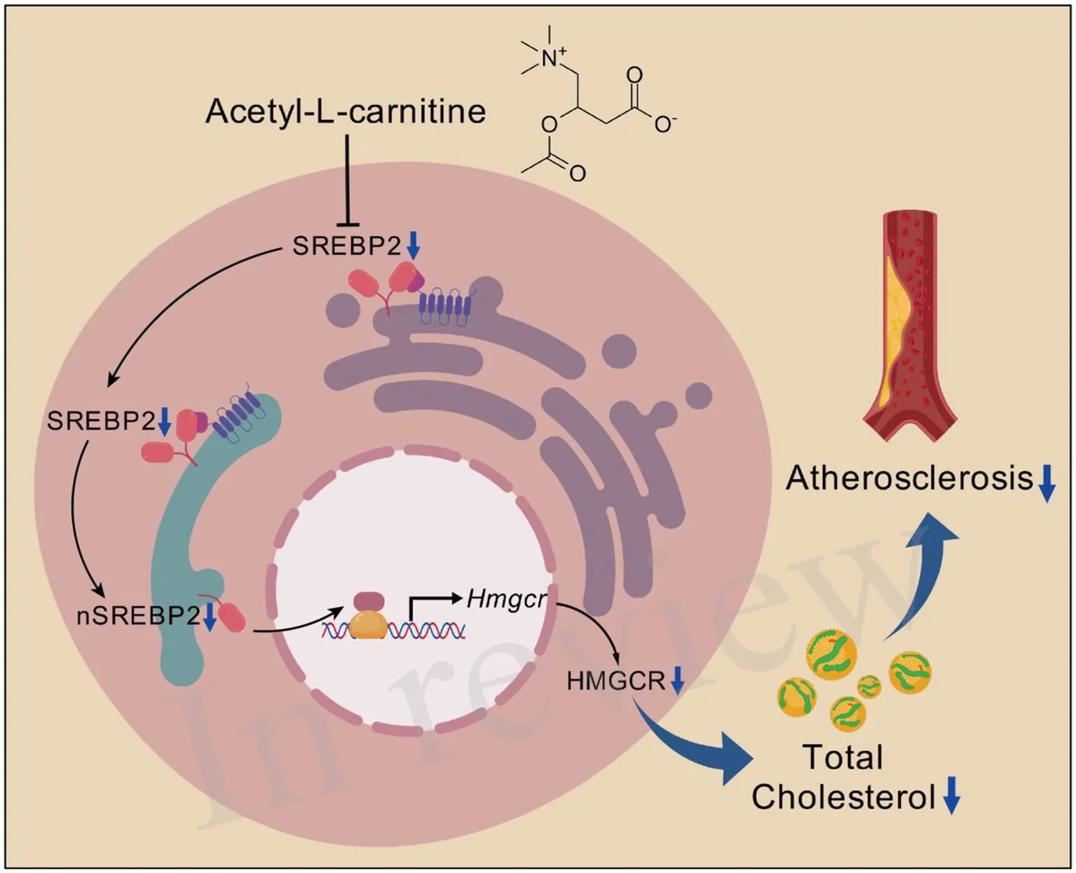 does l carnitine lower cholesterol Frontiers