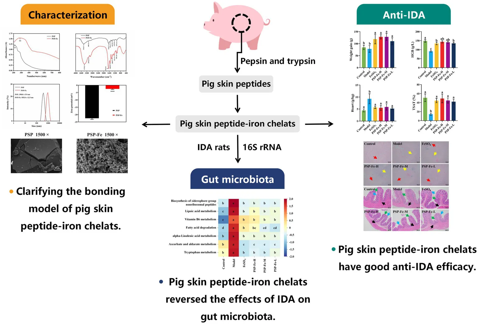 how can glutathione capture reactive oxygen species Reactive Oxygen Species, Antioxidant Responses and Implications from a  Microbial Modulation Perspective