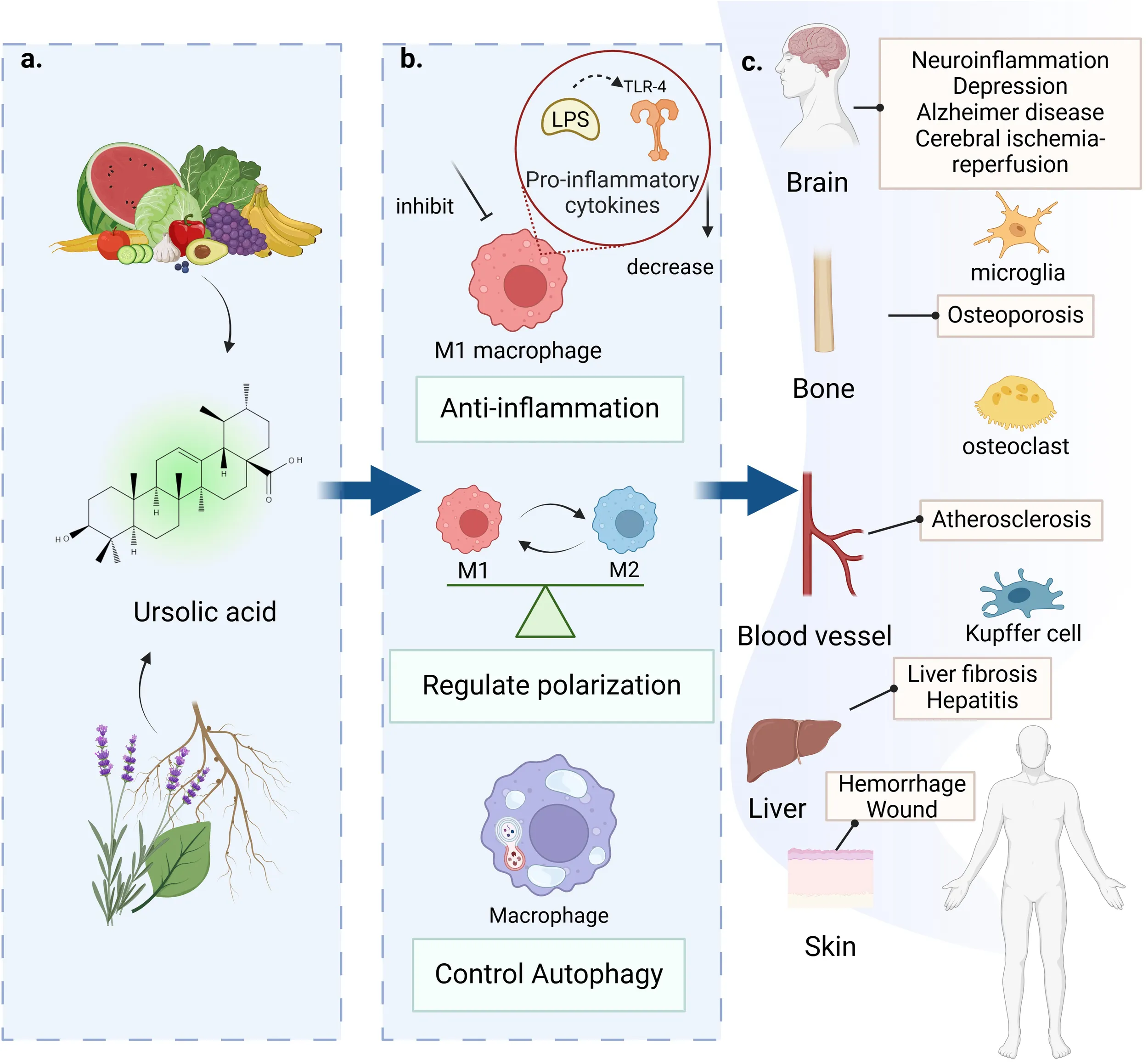 Frontiers | Progress of ursolic acid on the regulation of