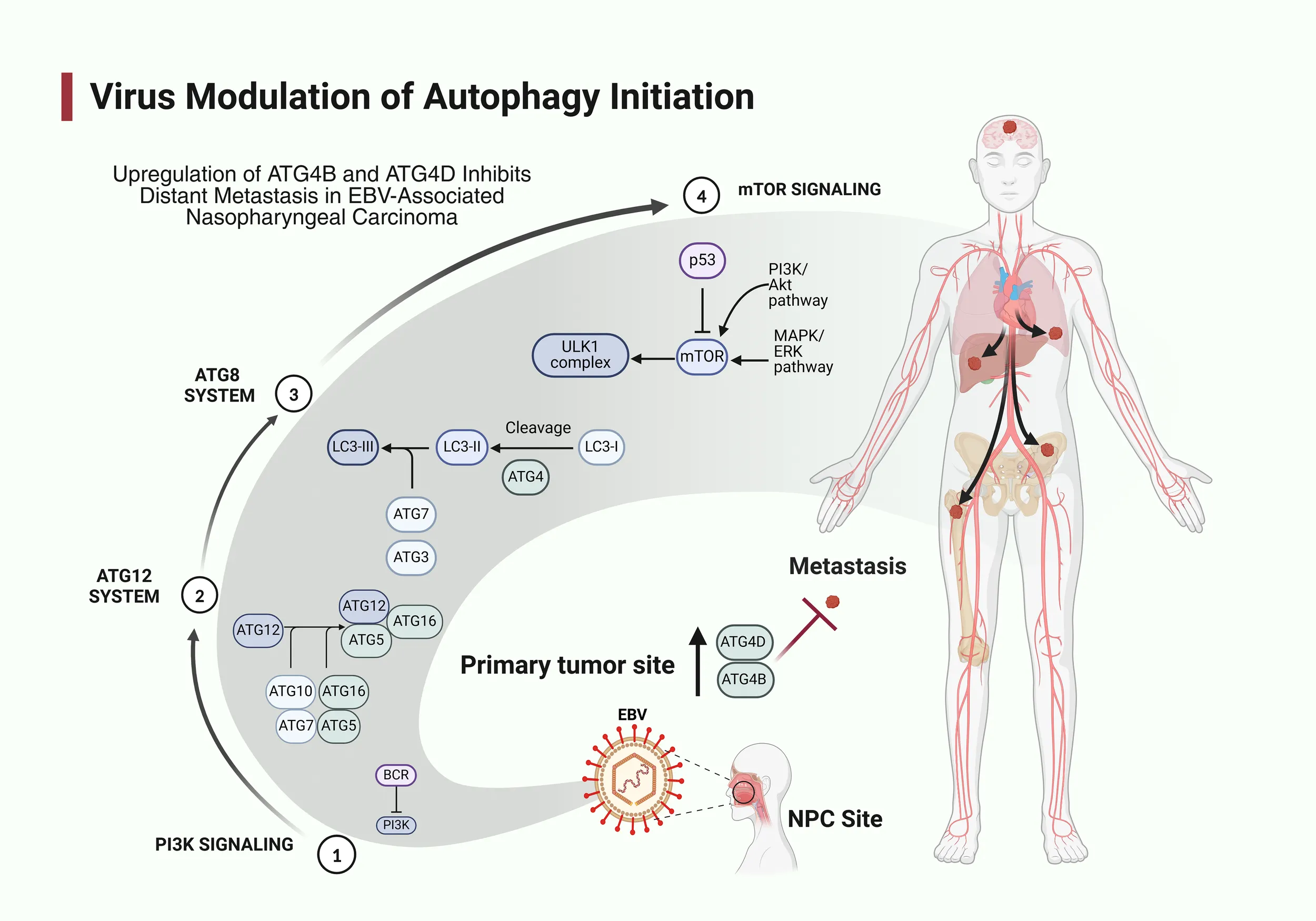 Frontiers | Exploring the interplay between EBV and autophagy-related ...