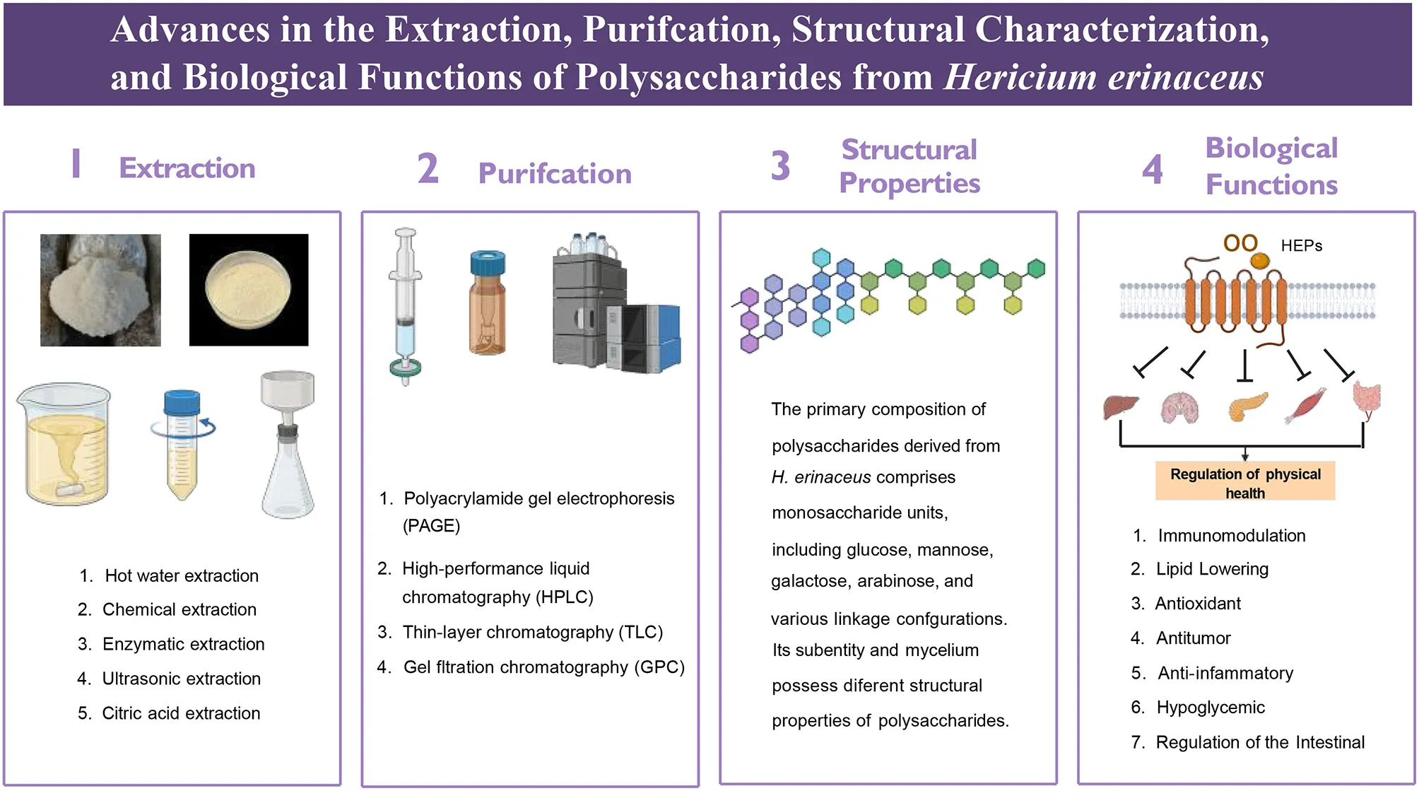 hericium erinaceus effects on glutathione levels Frontiers