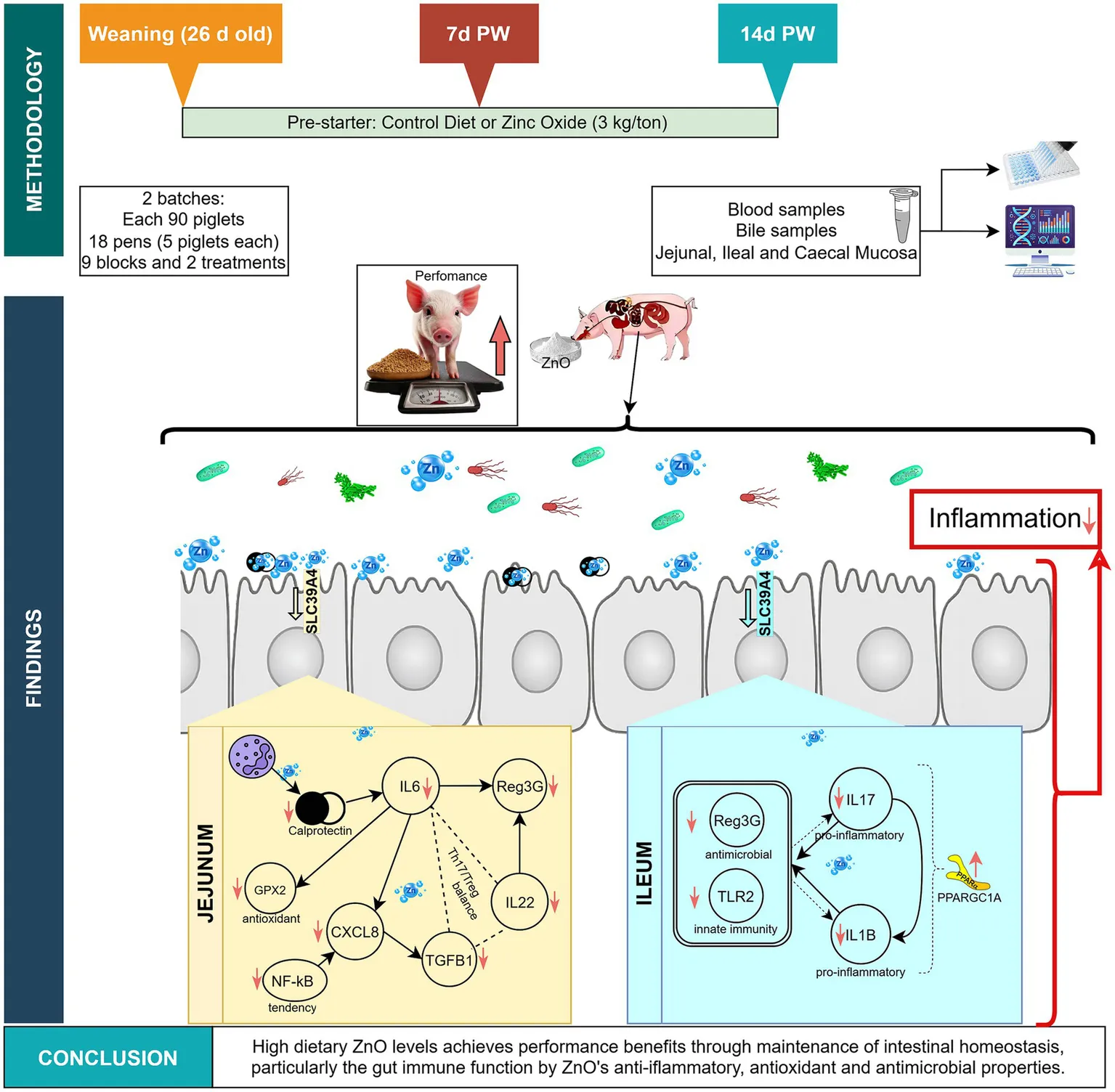 glutathione and zinc interaction Frontiers Glutathione: Benefits and Supplements