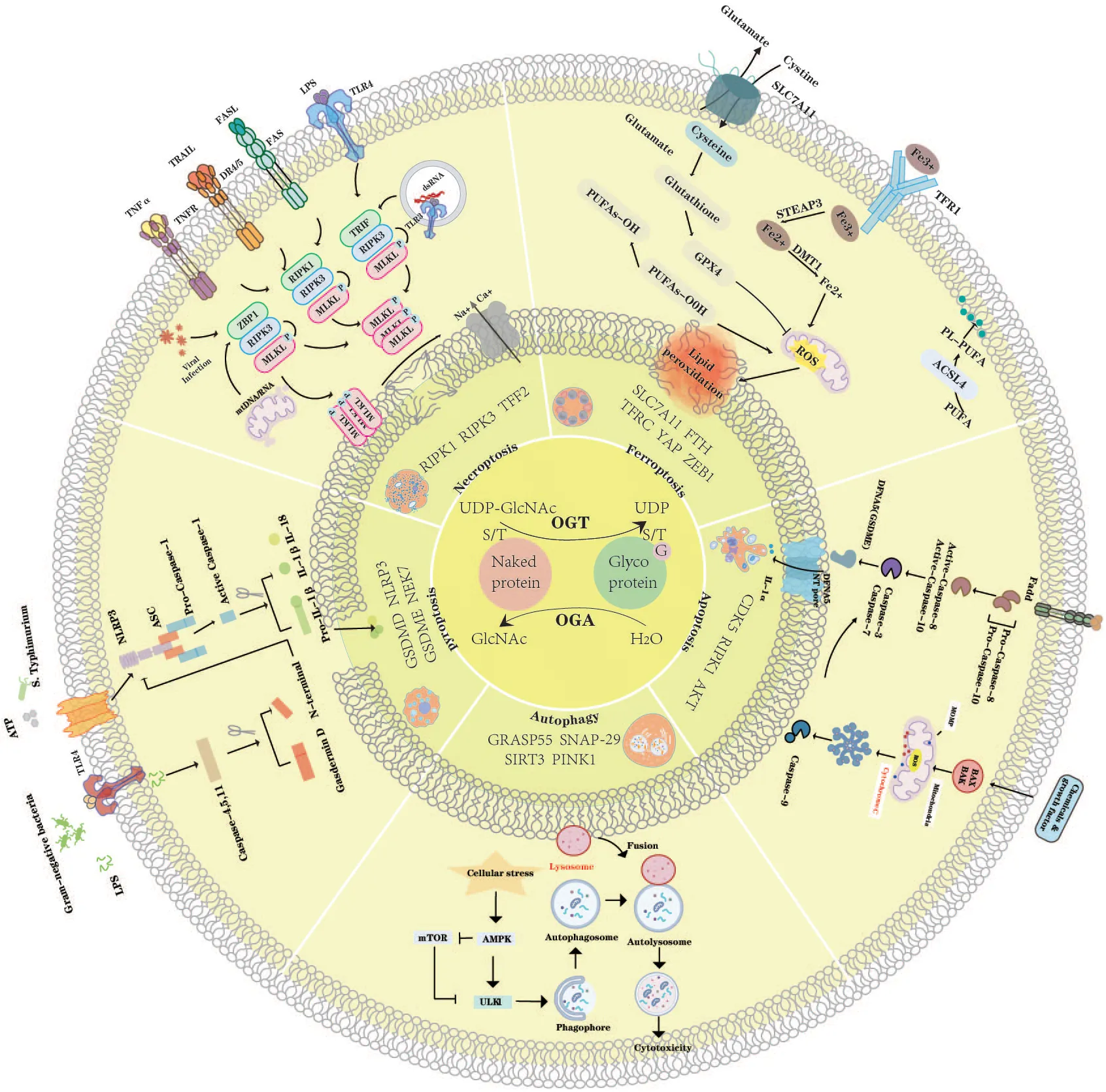 Frontiers | O-GlcNAcylation-regulated classical programmed cell