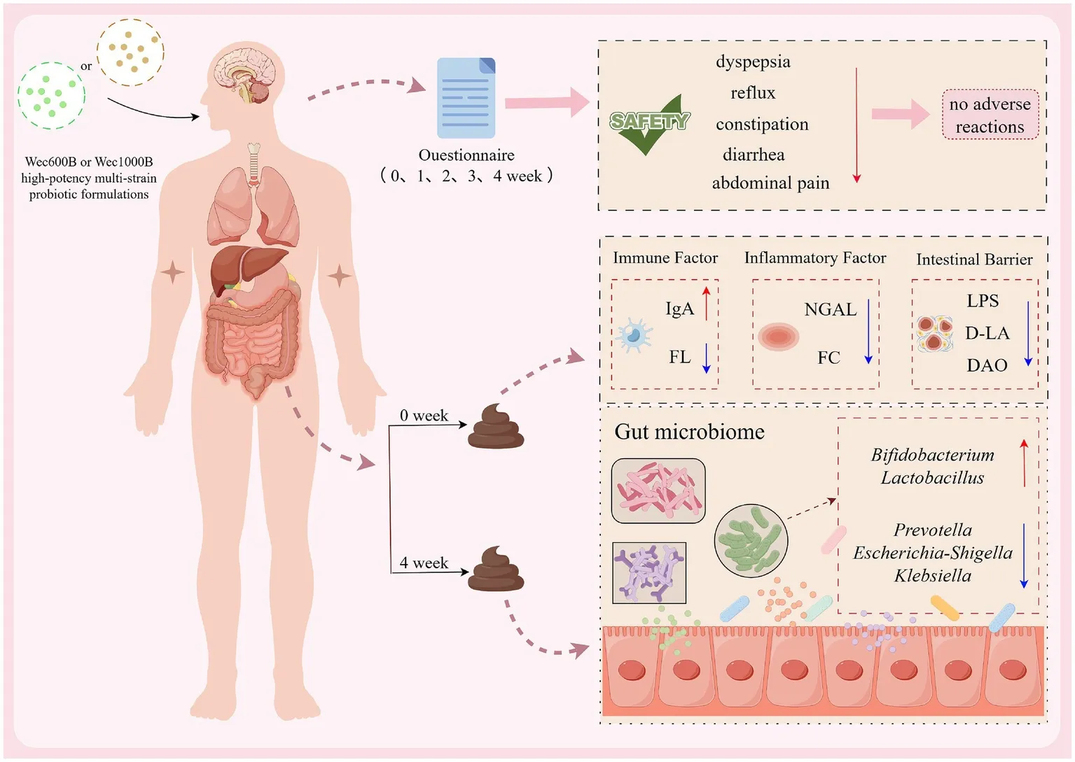 probiotic và sức khỏe đường ruột