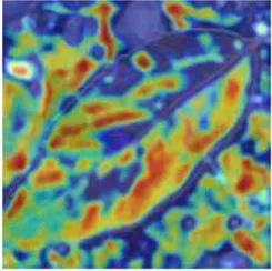 Frontiers | Identification of Apple Leaf Diseases by Improved Deep ...