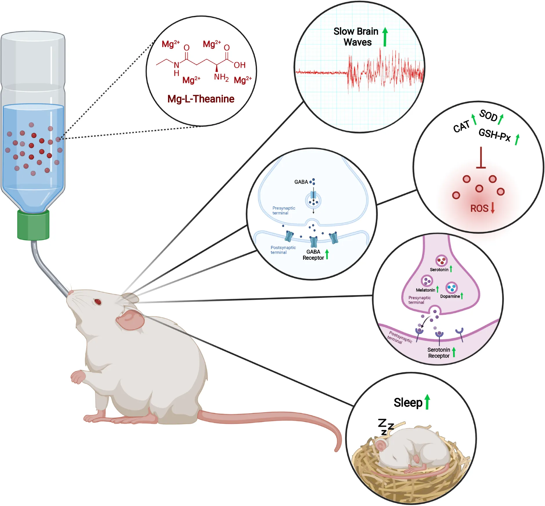 glutathione peroxidase and hypertension Glutathione system enhancement for cardiac protection: pharmacological  options against oxidative stress and ferroptosis