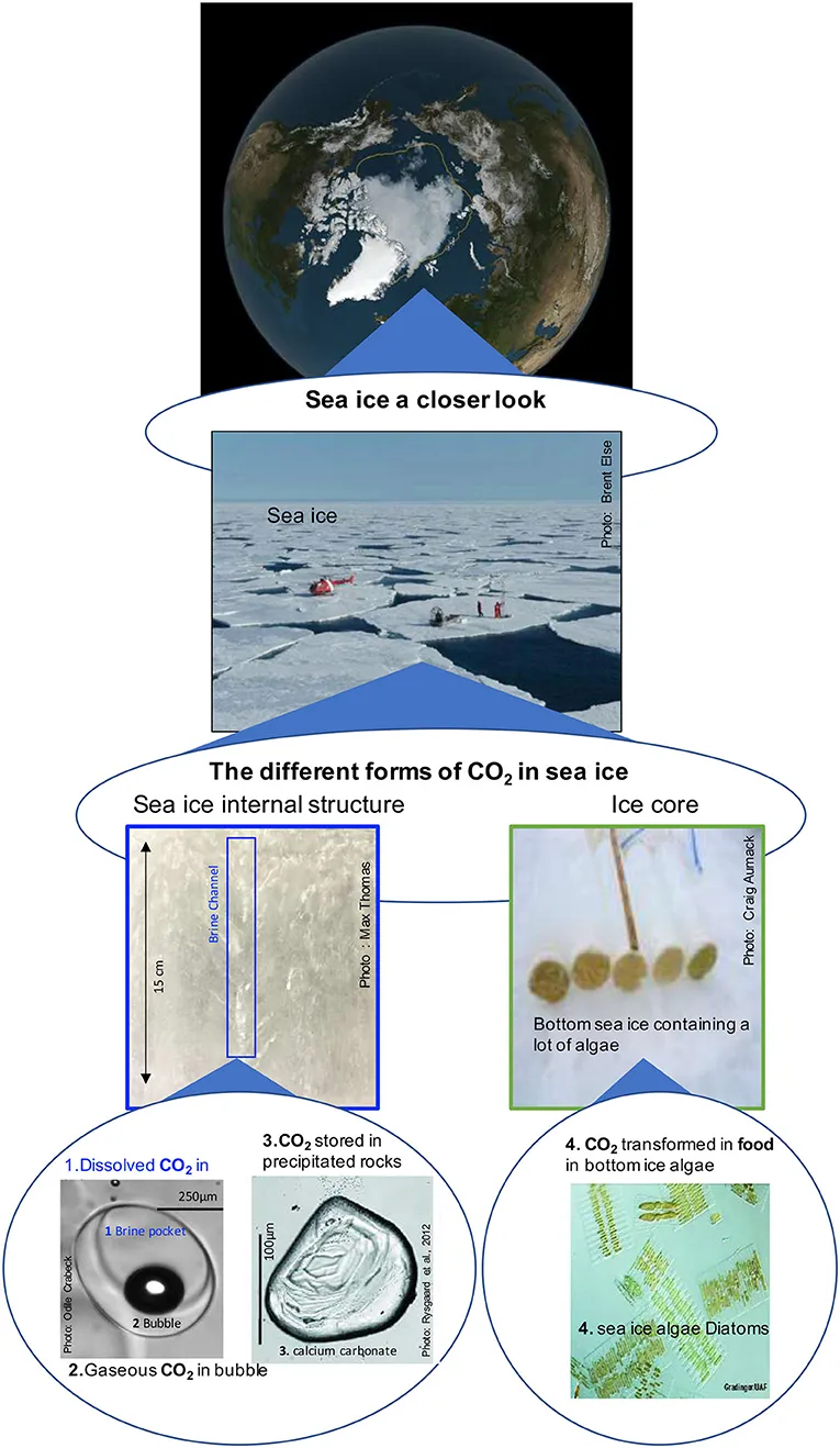 Figure 2 - Sea ice a closer look.