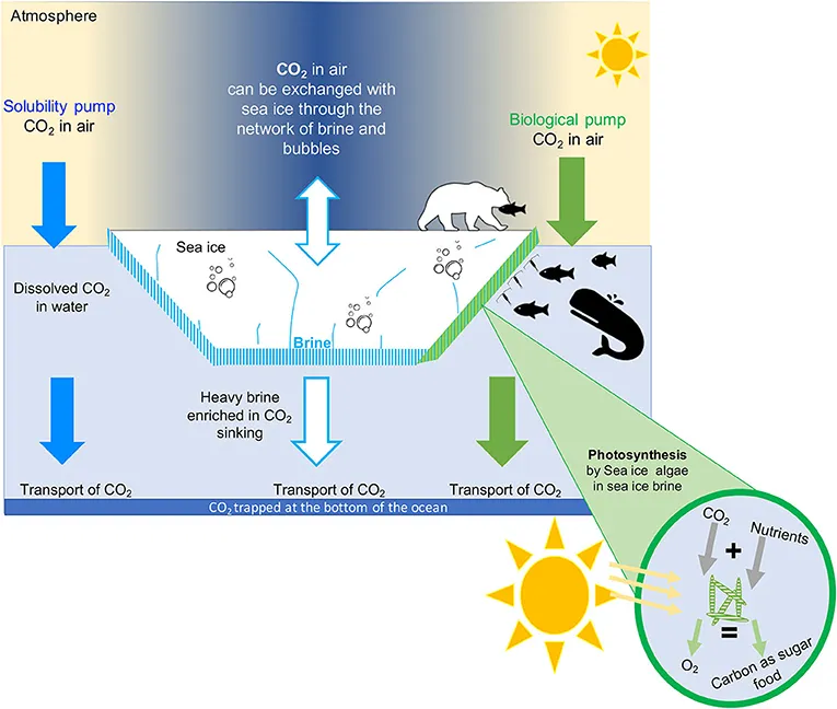 Figure 3 - How does CO2 move from the atmosphere into the ocean?