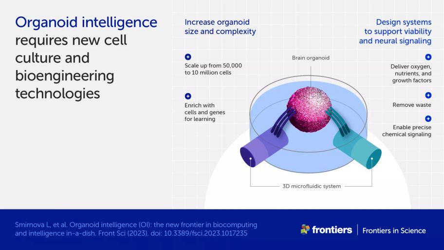 Infographic listing cell culture and bioengineering technologies needed to increase organoid size and complexity for organoid intelligence