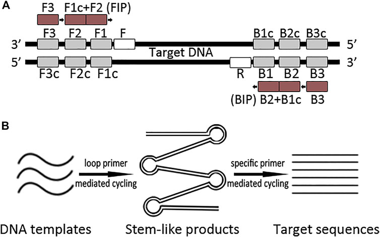 DNA sample analysis times dramatically reduced thanks to new file format