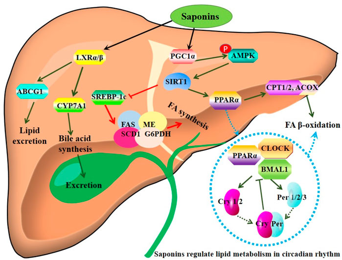 Saponins from Sea Cucumber and Their Biological Activities