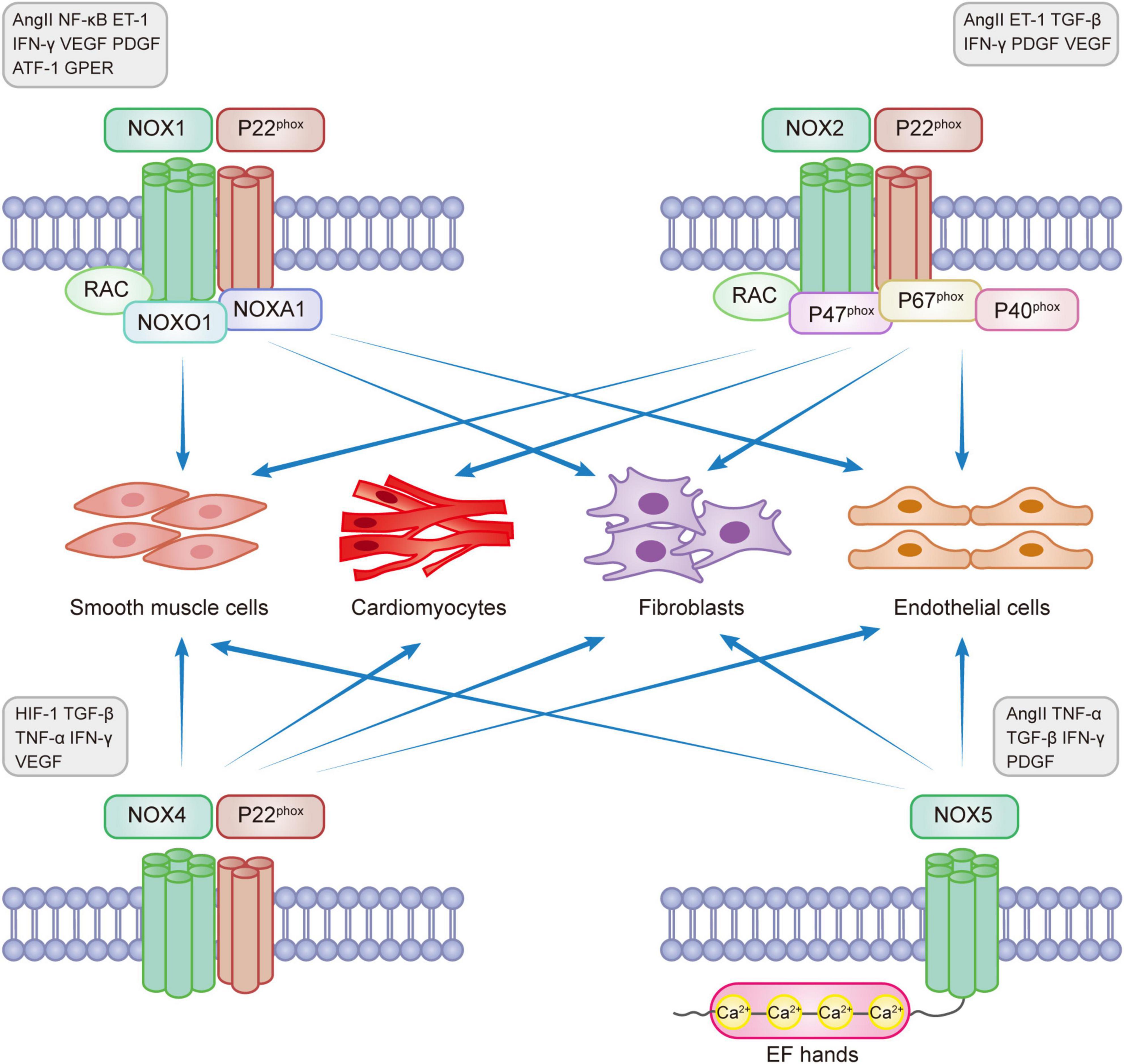 Recent advances of targeting nicotinamide