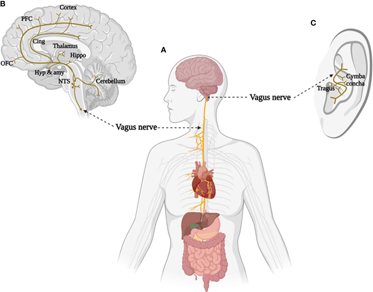 Frontiers  Critical Review of Transcutaneous Vagus Nerve