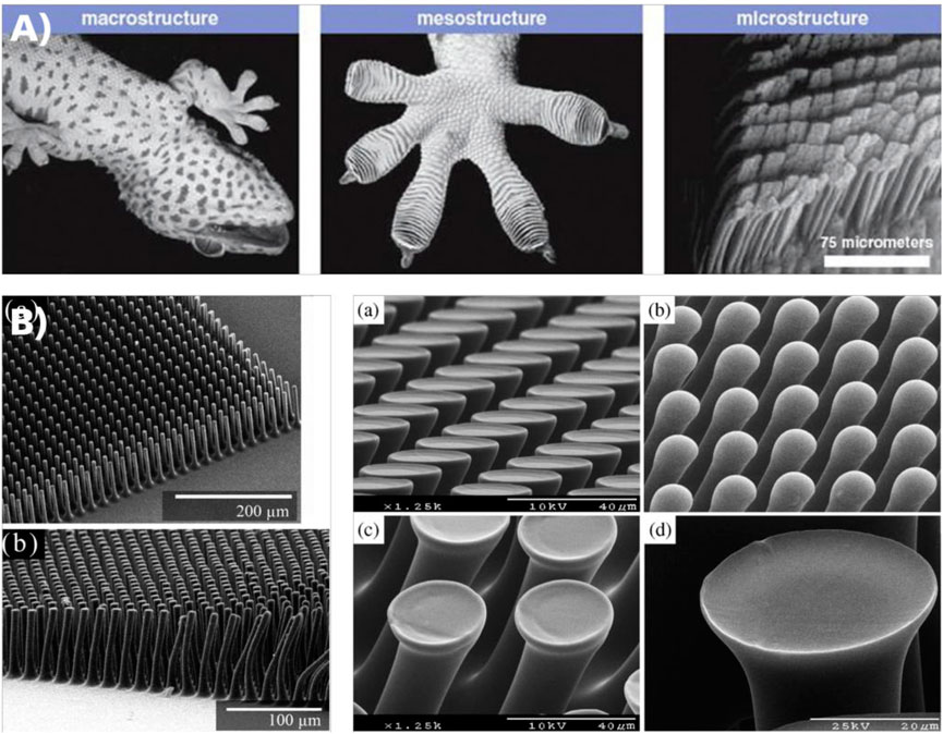 Velcro  Biomimetic Design
