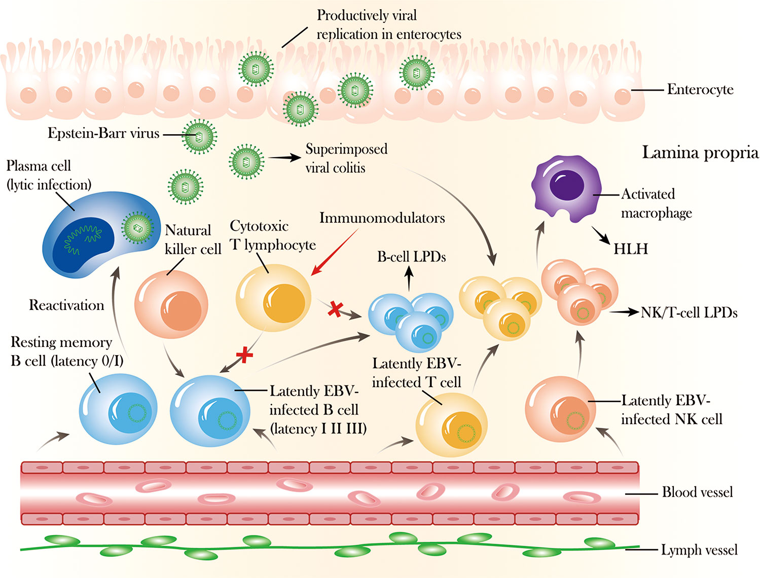 Mononucleosis Infection  Causes of Mono & Common Questions