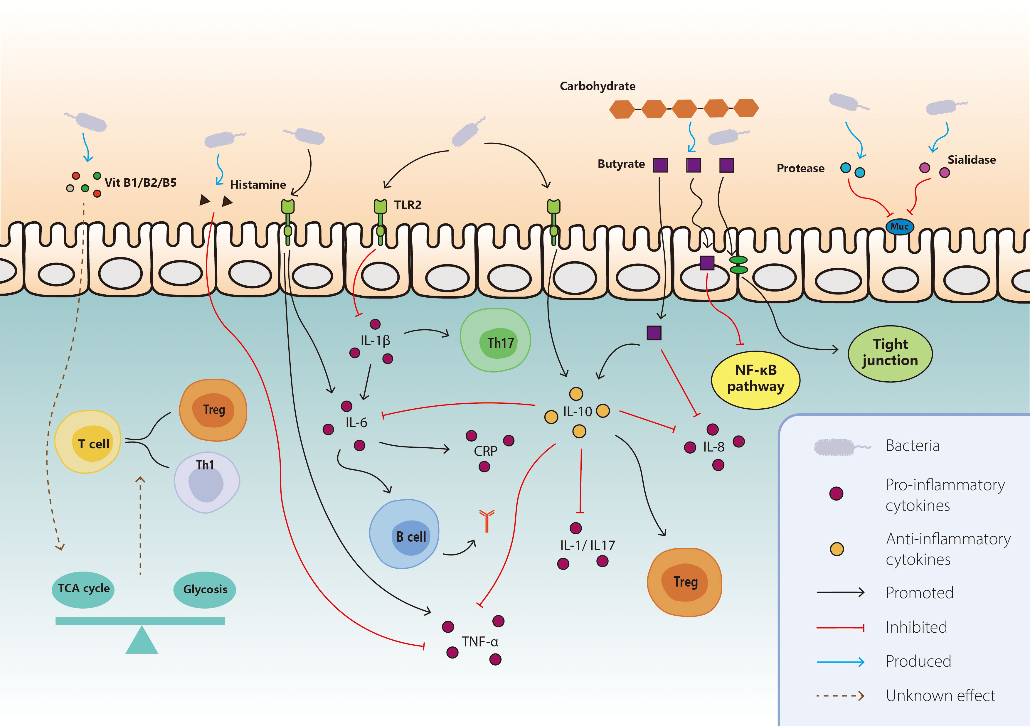 Frontiers Interaction Between Gut Microbiota And Immune Checkpoint