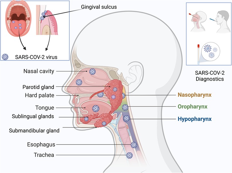 Frontiers Infection Of The Oral Cavity With SARS CoV 2 Variants frontiers-infection-of-the-oral-cavity-with-sars-cov-2-variants