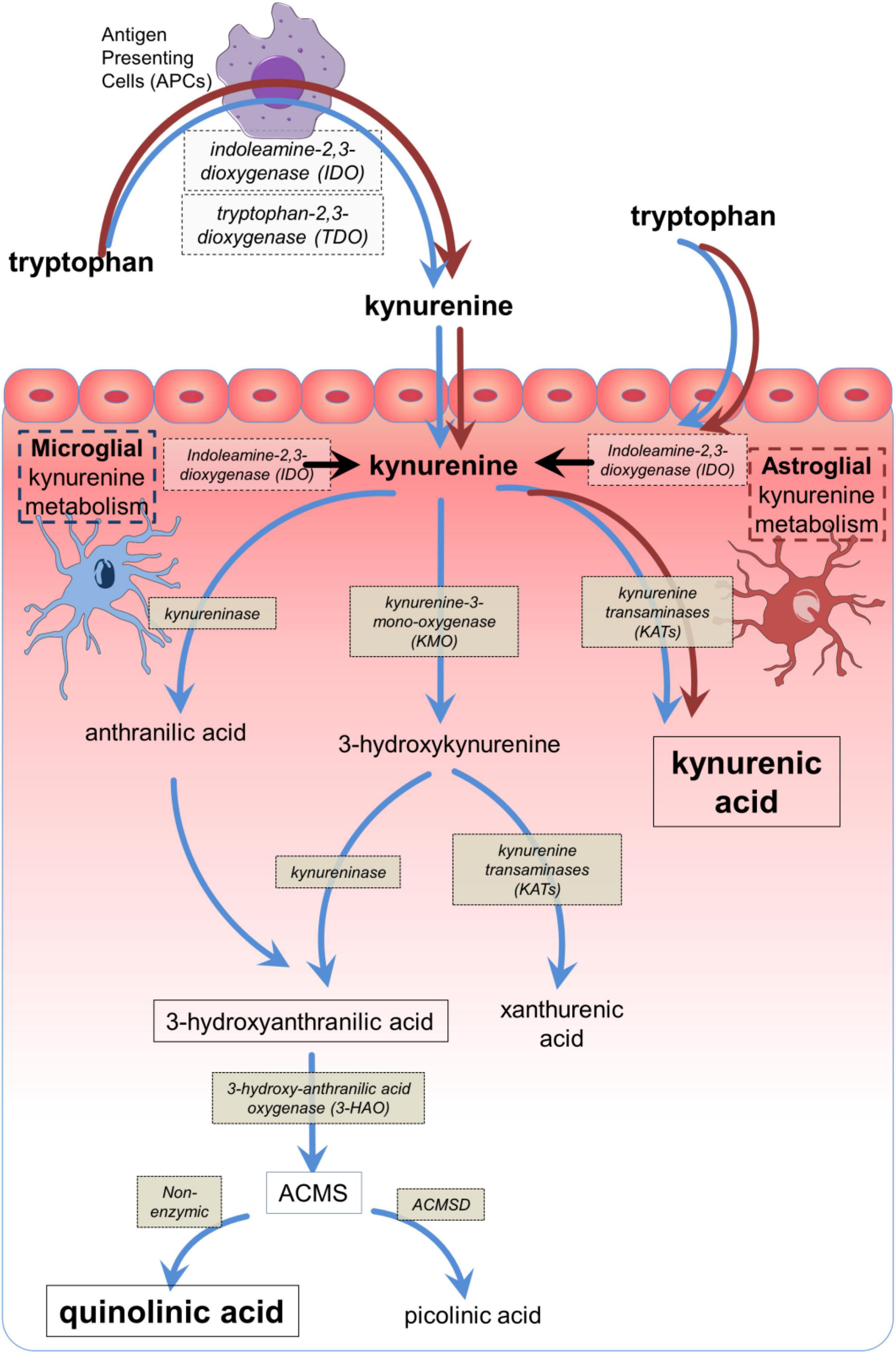Frontiers | An integrated cytokine and kynurenine network as the