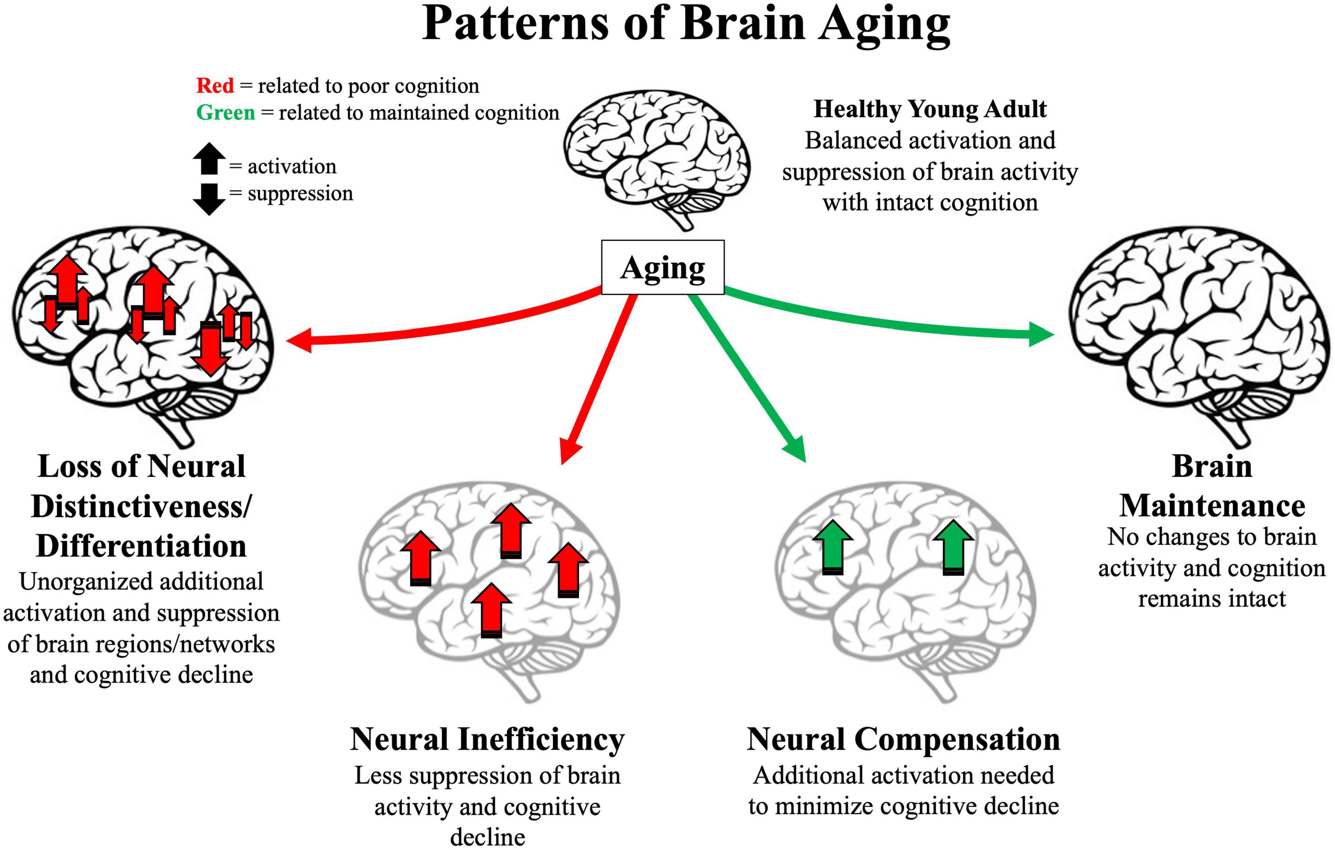 aging brain research paper