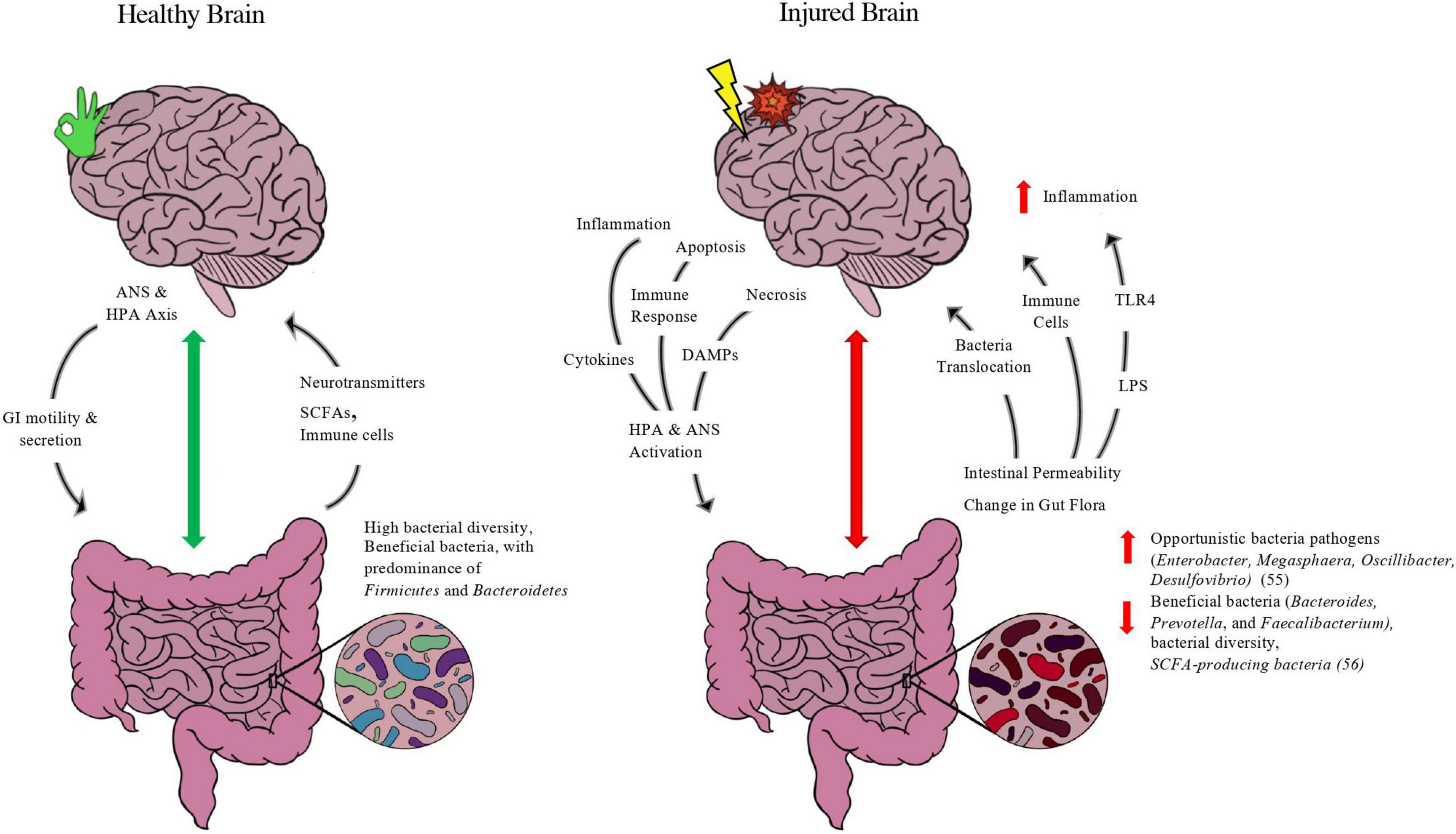 How the first brain (the brain in the gut) controls gut movements