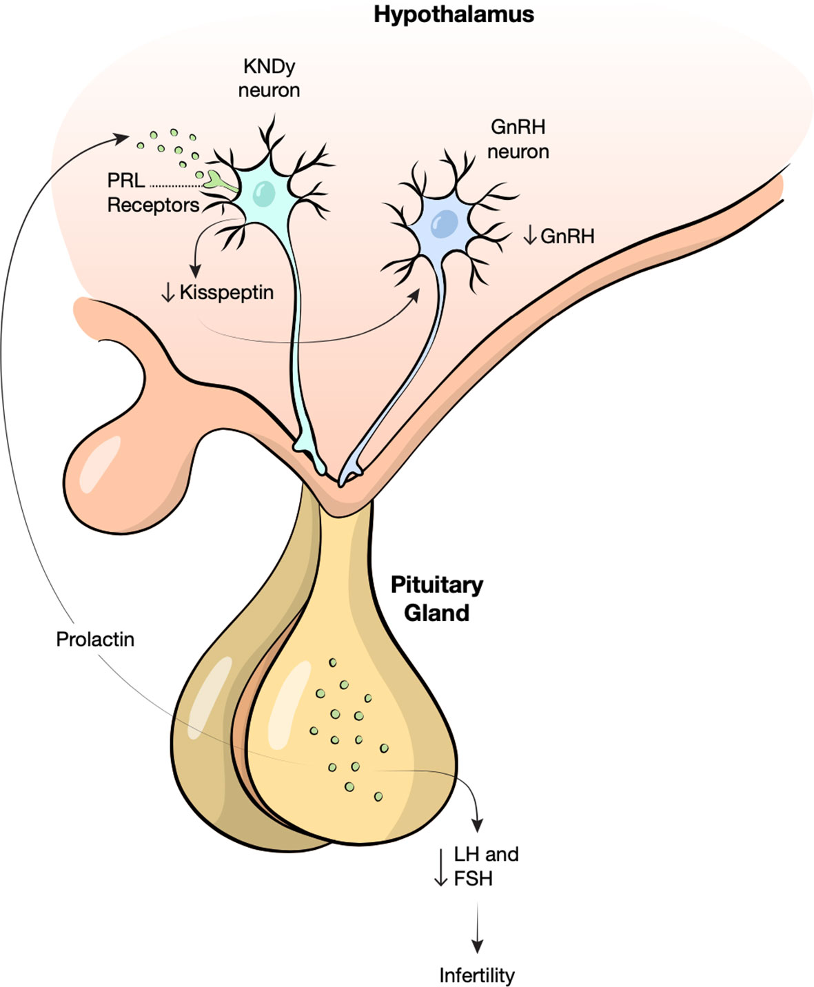 Frontiers Metabolic Effects Of Prolactin And The Role Of Dopamine 