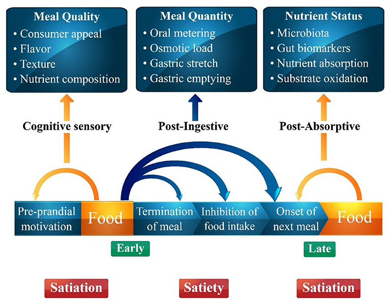 Frontiers  Insights into the constellating drivers of satiety