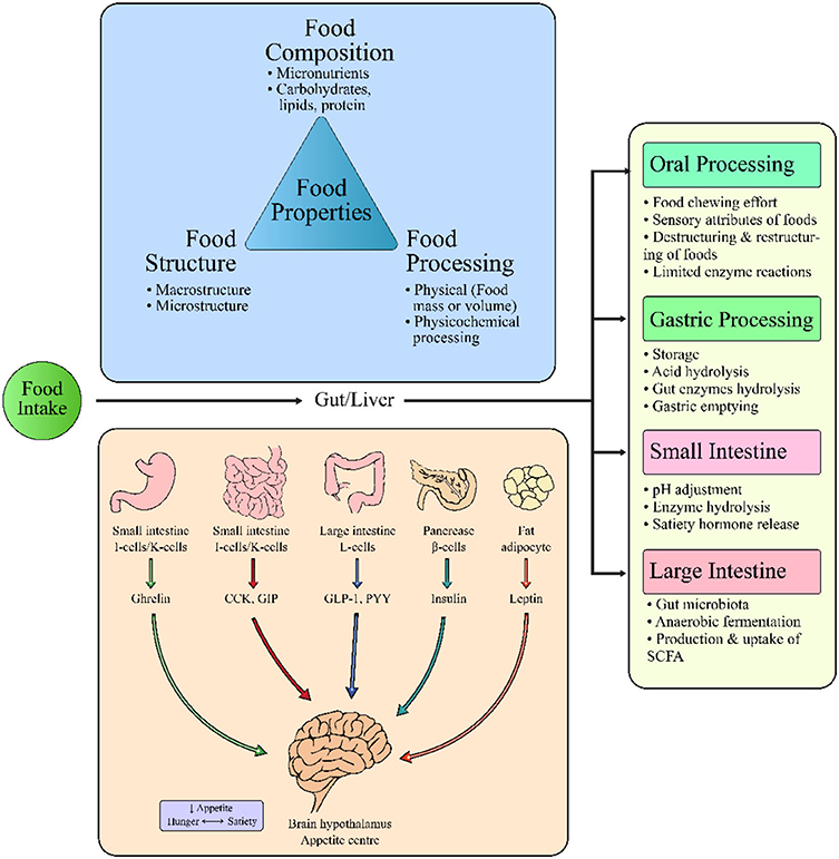 Protein intake and satiety