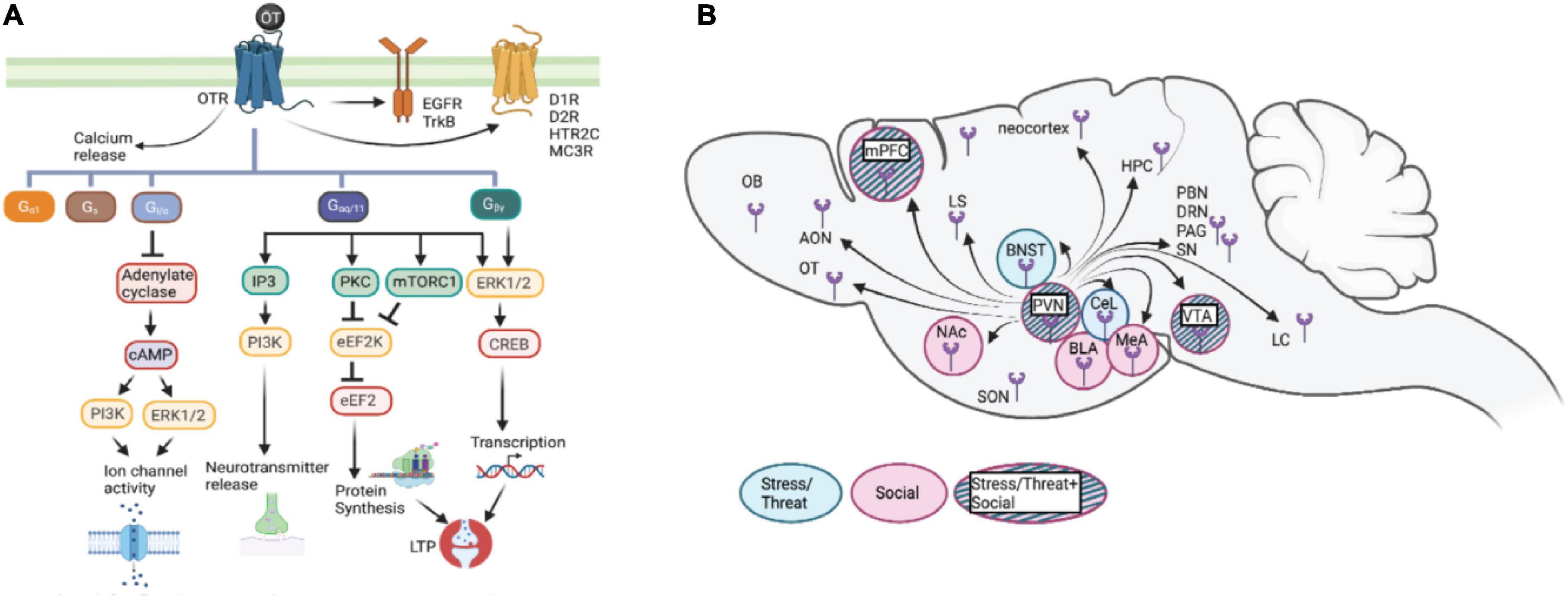 Frontiers  Behavioral and neuropsychiatric challenges across the