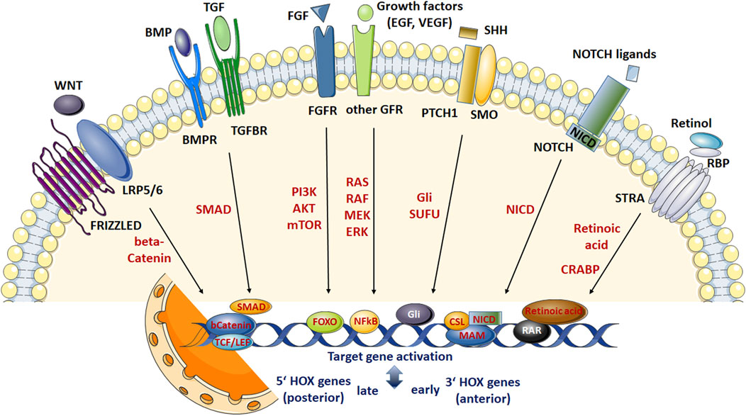 Frontiers  Genetic Evaluation of Growth and Survival-Related