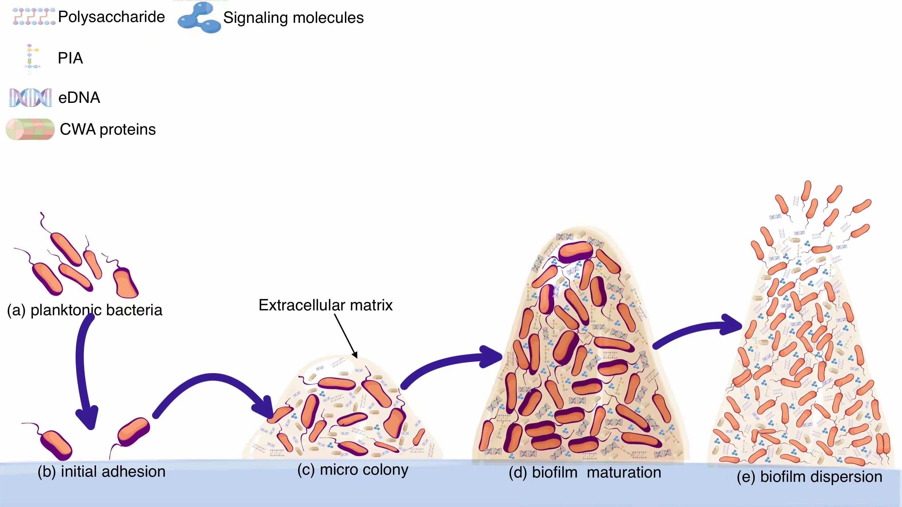 Evolving biofilm inhibition and eradication in clinical settings