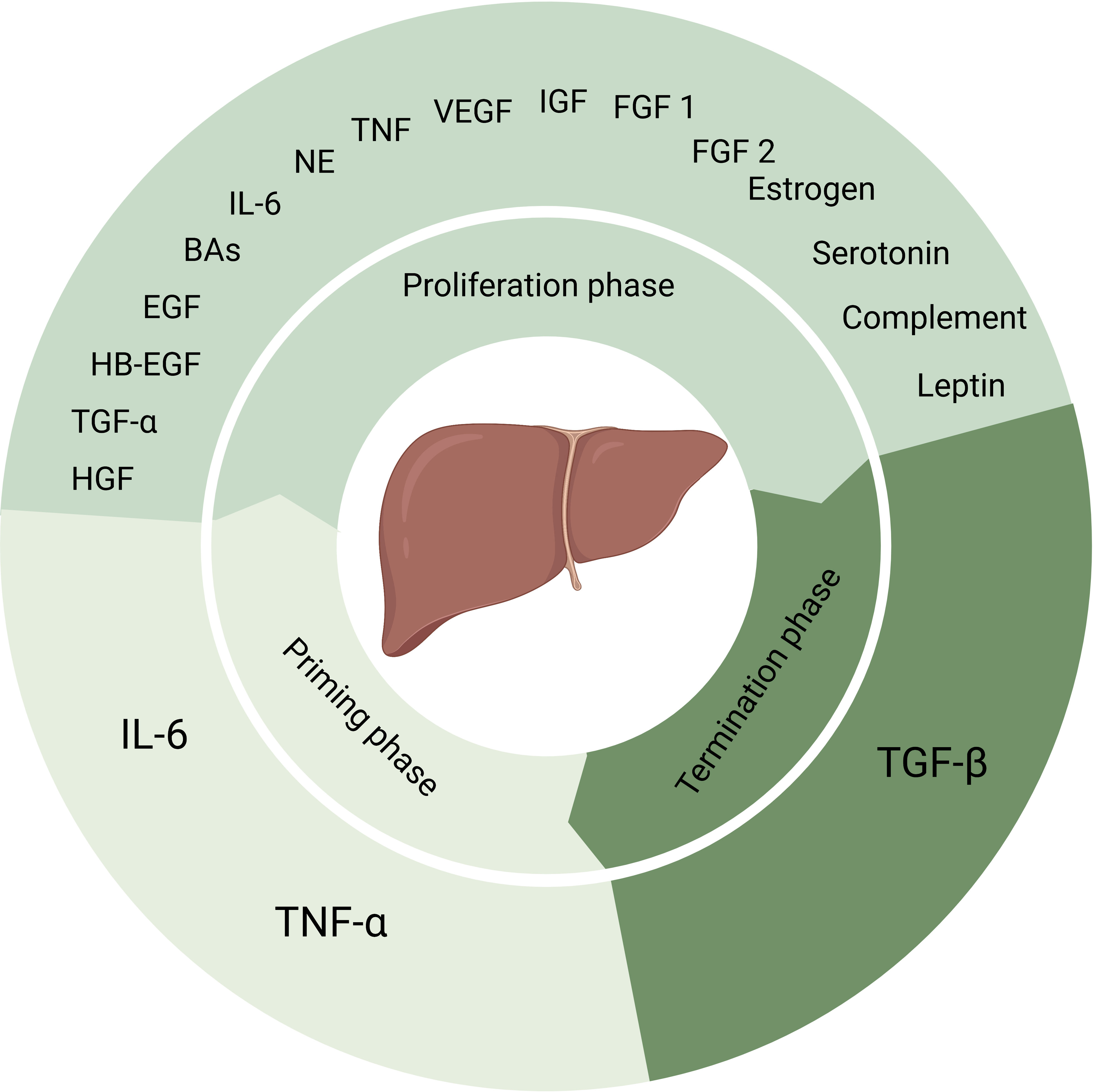 Frontiers | The role of gut microbiota in liver regeneration