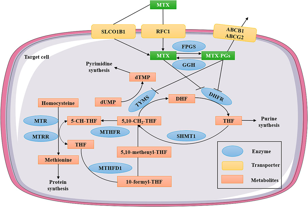 folate metabolism methotrexate