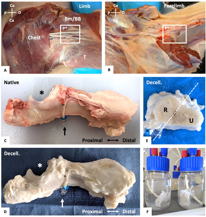 Frontiers | Decellularized vascularized bone grafts: A preliminary