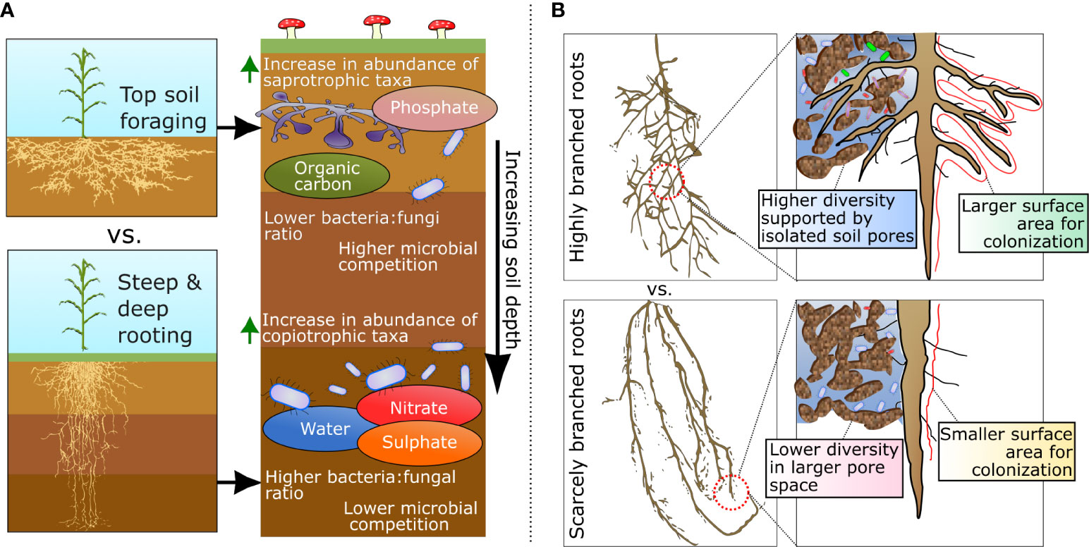 Frontiers Root Phenotypes As Modulators Of Microbial Microhabitats frontiers-root-phenotypes-as-modulators-of-microbial-microhabitats