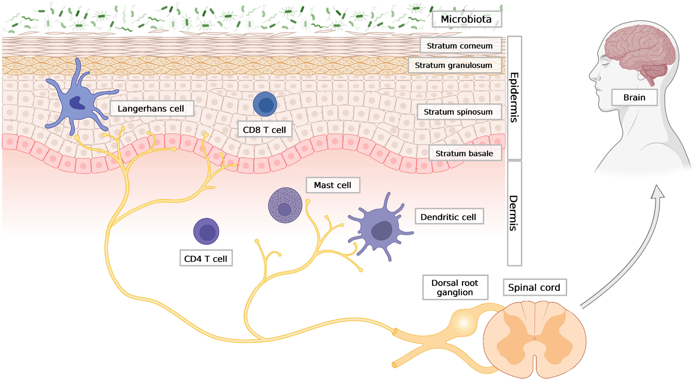 File:501 Structure of the skin.jpg - Wikimedia Commons