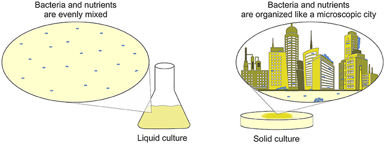 Figure 1 - In the lab, bacteria can be grown on several different substrates.