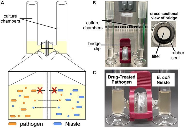 Figure 2 - (A) In our H-Cell system, there is a filter that divides two chambers.