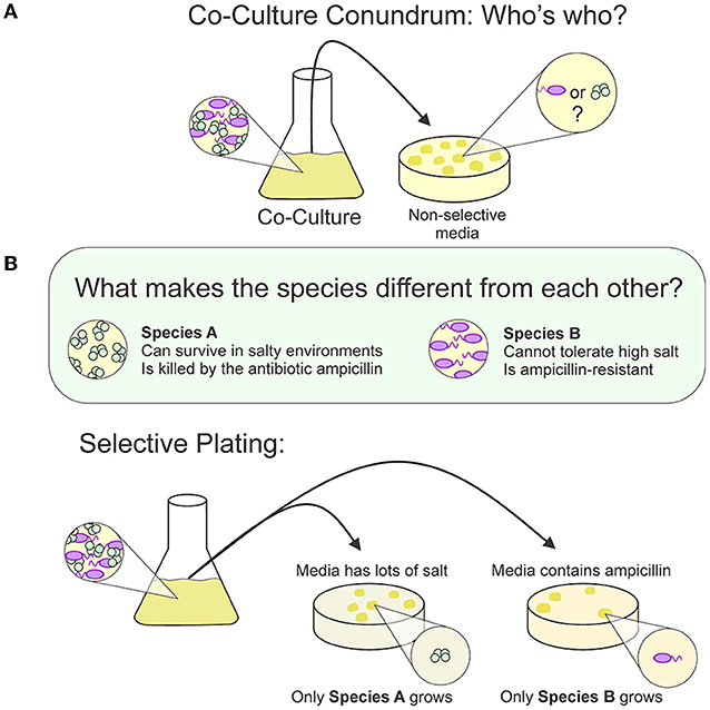 Figure 3 - (A) If two bacterial species are cultured together and then transferred onto non-selective agar, it is impossible to know whether the bacteria grew from species A or B, or a mix of both.