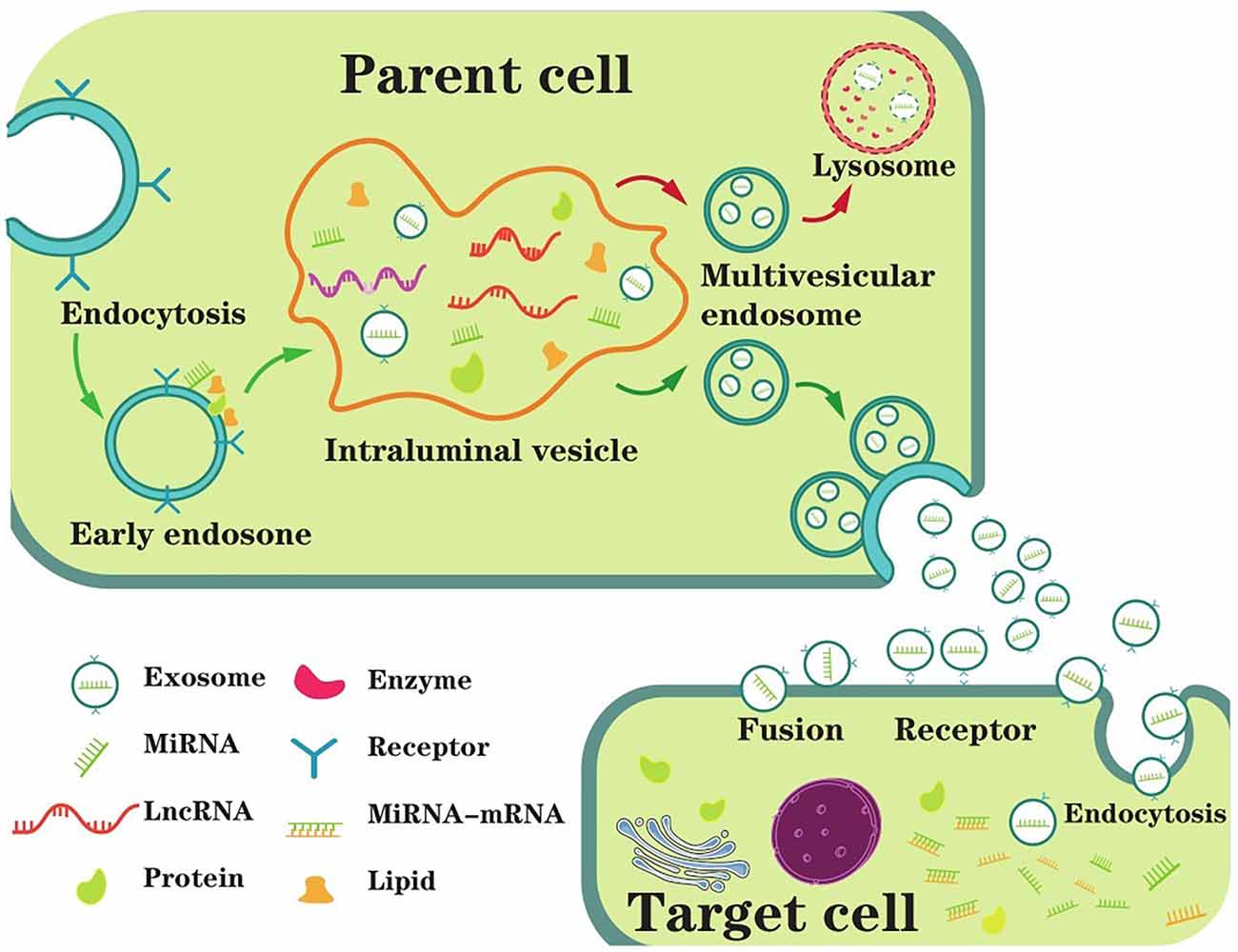 Frontiers  Lysosomal Diseases and Neuropsychiatry: Opportunities