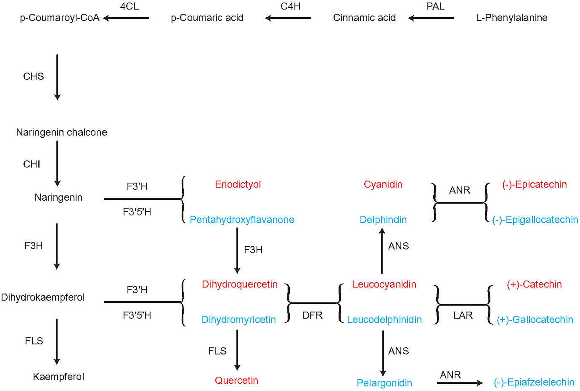 Molecular identification of spiders preying on Empoasca vitis in a tea  plantation