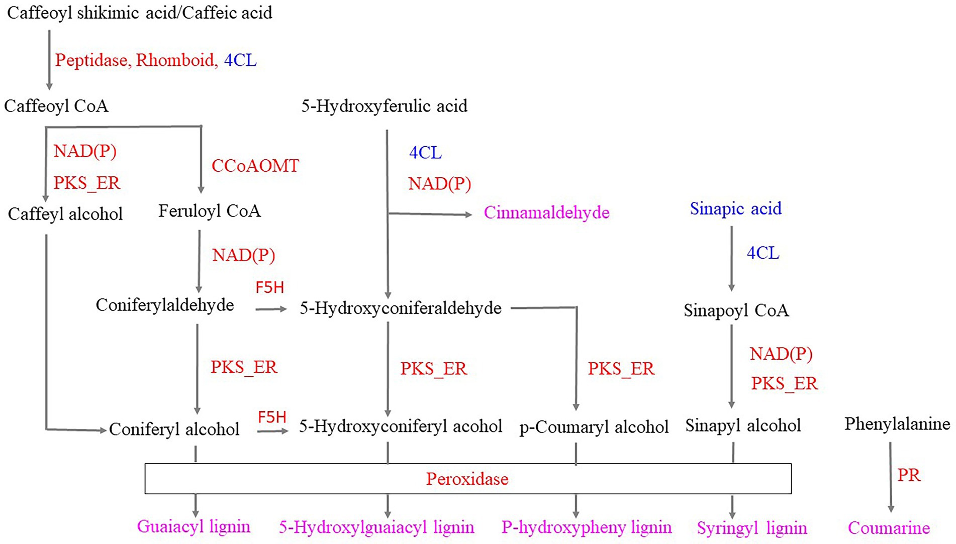 Molecular identification of spiders preying on Empoasca vitis in a tea  plantation